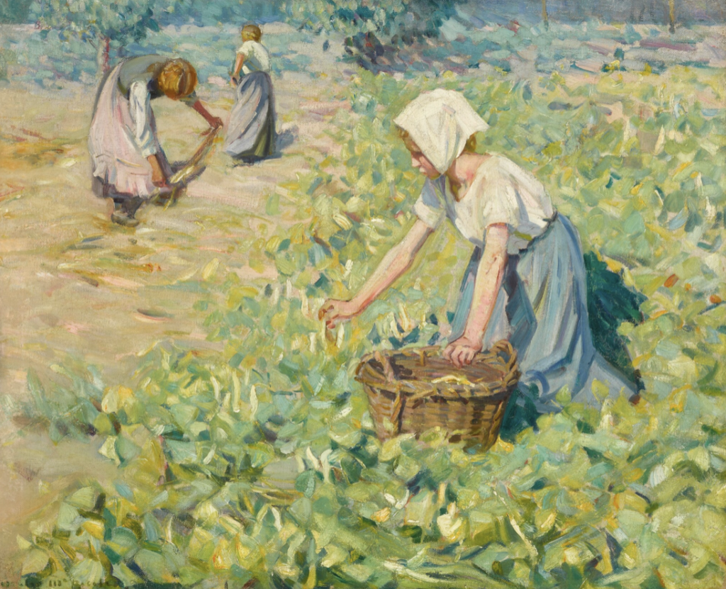 Helen McNicoll (1879-1915) “The Bean Harvest”