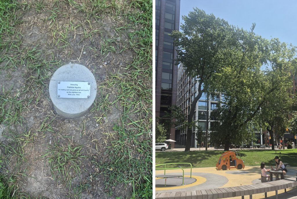Steve Rockwell, 4 Trees on Brandt Street, 2026, Plaque Honouring Patricia Aquino: for making sure we grow as tall and healthy as the mightiest tree. Since 1970, one tree has been removed and replaced by plaque for Patricia Aquino