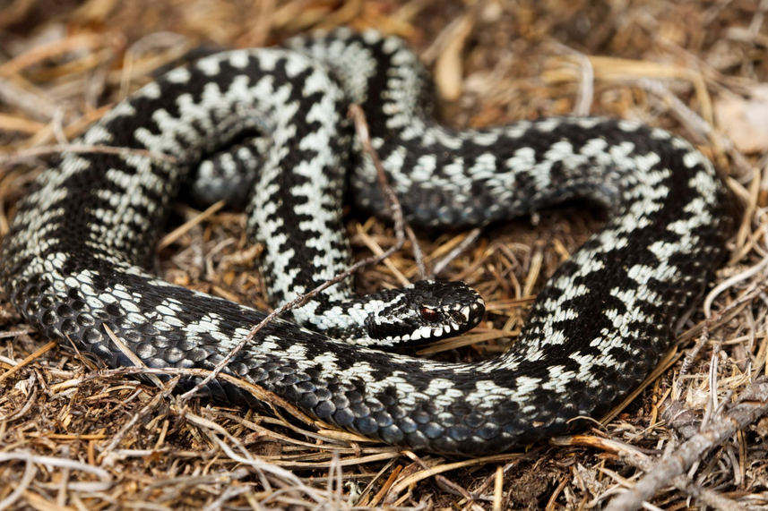 The Scandinavian adder, Vipera berus (also called the European/common adder), is the only venomous snake native to Scandinavia.